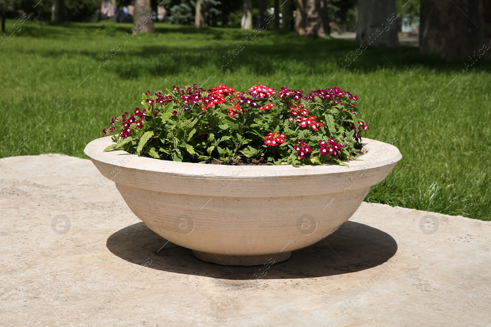 Photo of Beautiful flowers in stone plant pot outdoors on sunny day