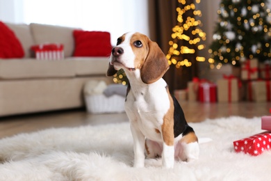 Photo of Cute Beagle dog at home against blurred Christmas lights