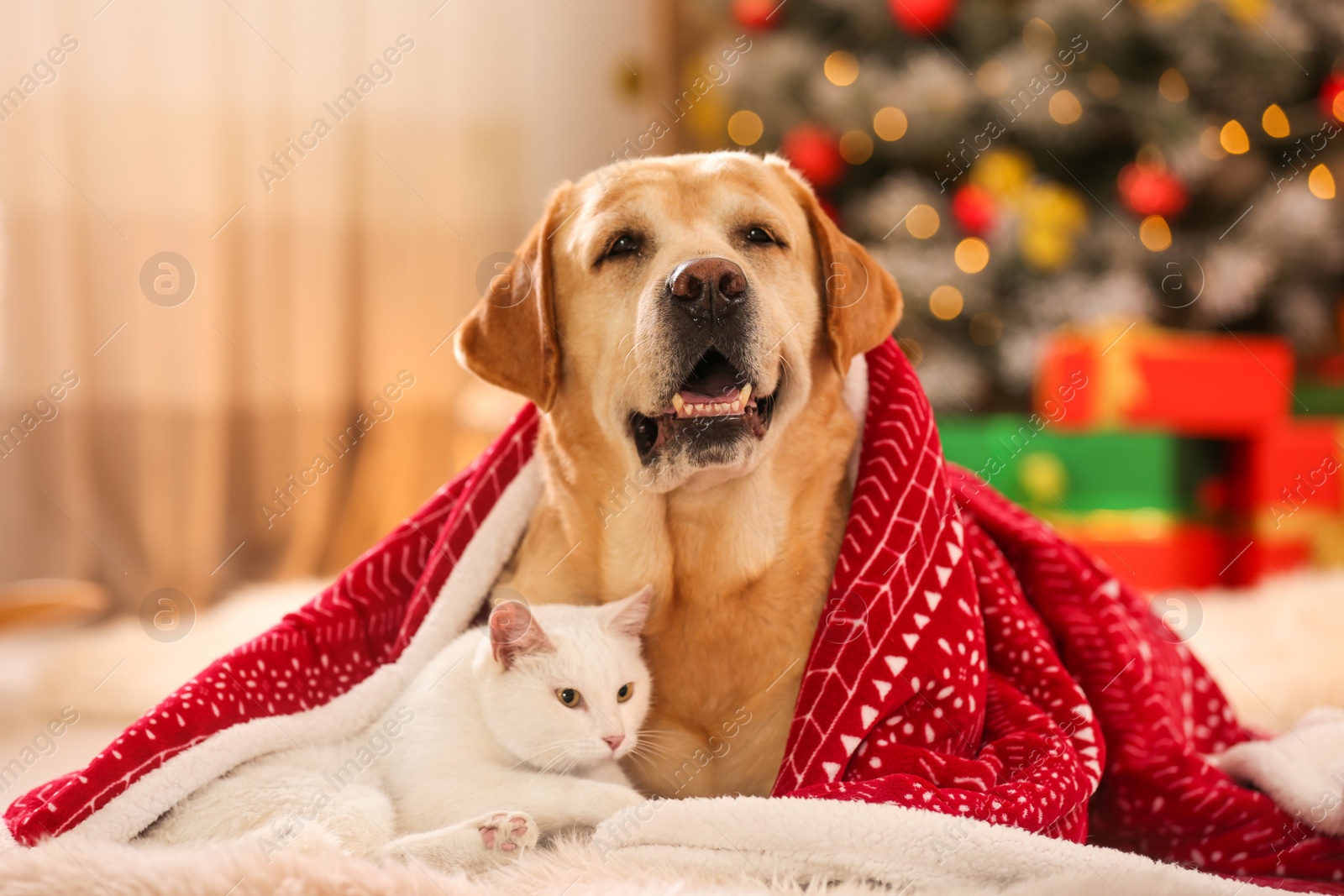 Photo of Adorable dog and cat together under blanket at room decorated for Christmas. Cute pets