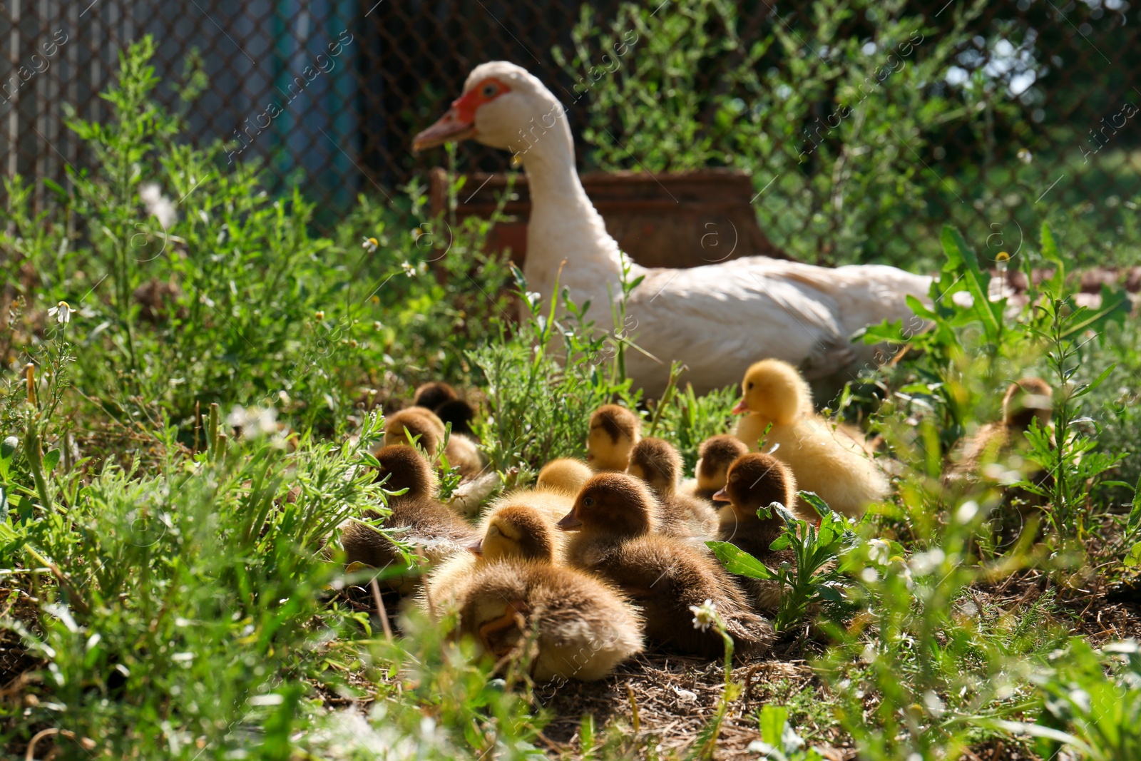 Photo of Cute fluffy ducklings with mother in farmyard