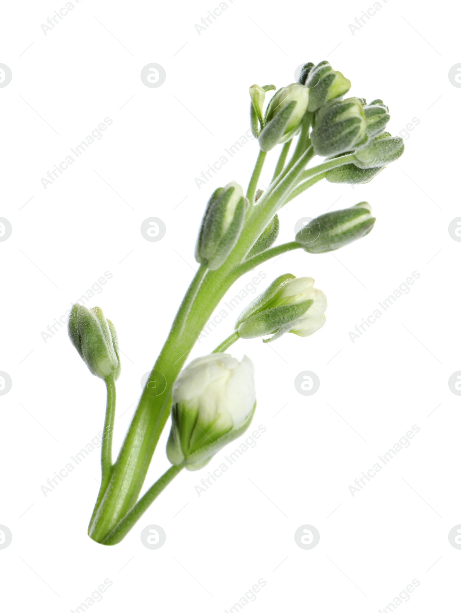 Photo of Tender buds of stock flower isolated on white