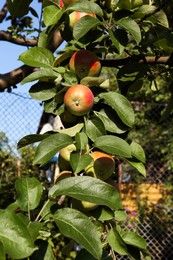 Photo of Fresh and ripe apples on tree branch in garden
