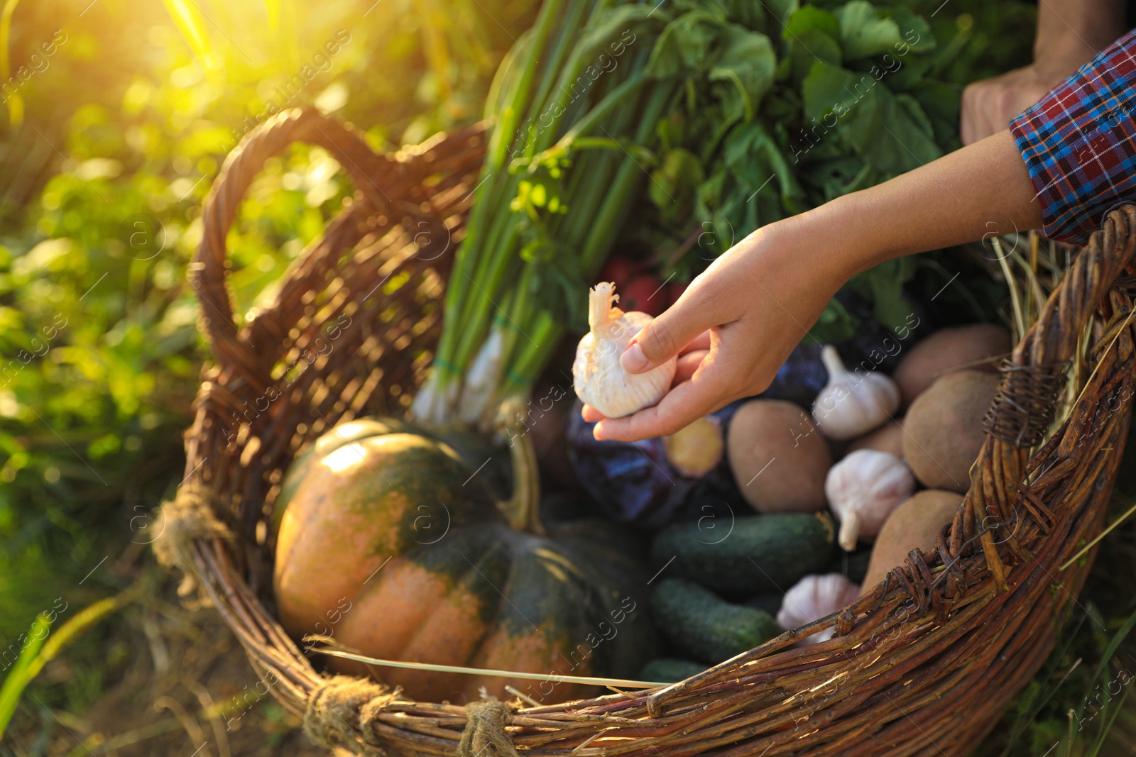 Photo of Woman harvesting different fresh ripe vegetables on farm, closeup