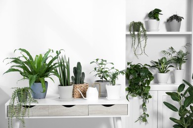 Photo of Green houseplants in pots and watering can near white wall