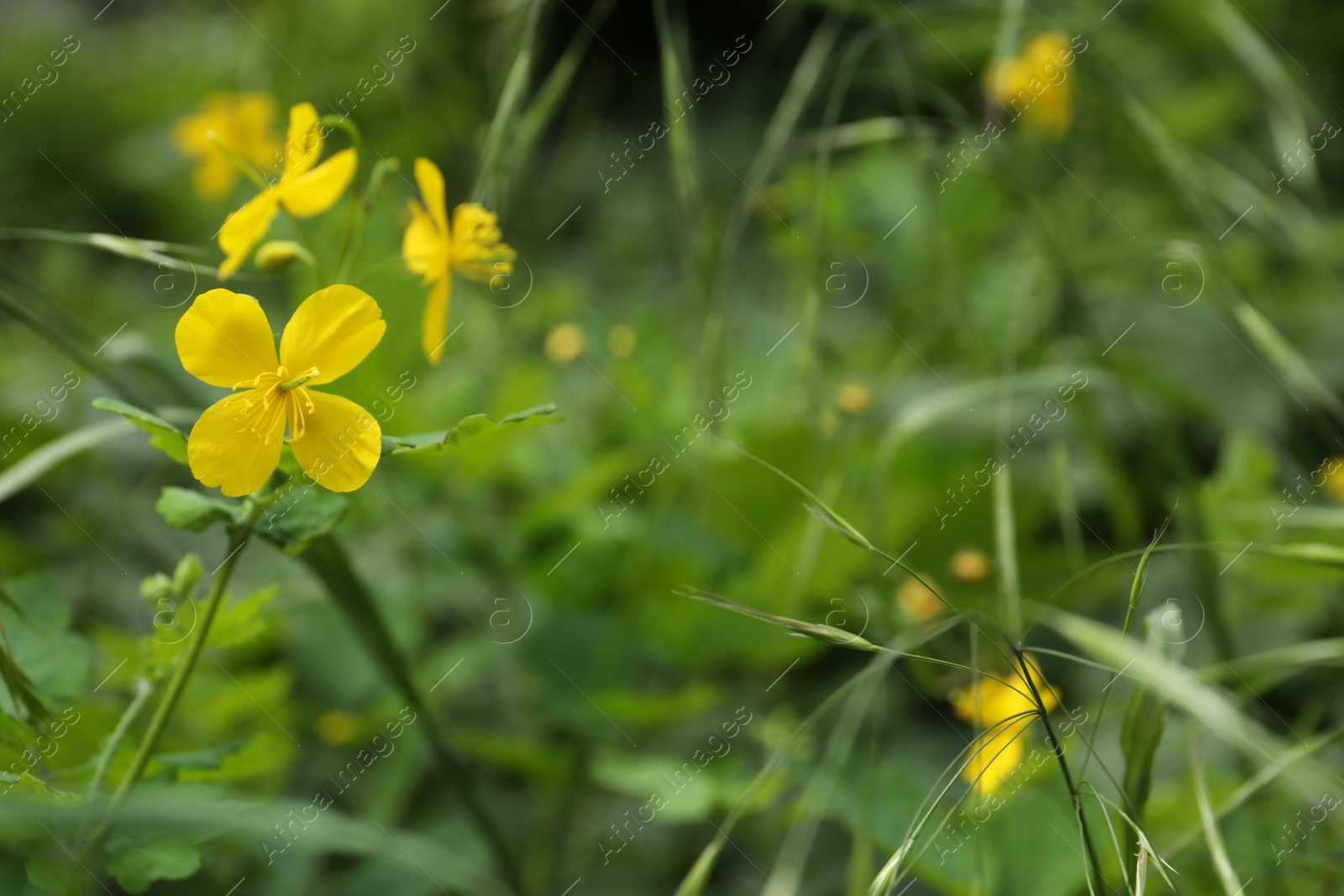 Photo of Celandine plant with yellow flowers growing outdoors, closeup. Space for text