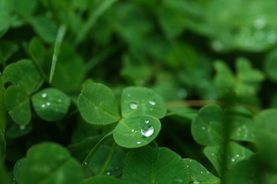 Photo of Beautiful green clover leaves with water drops, closeup