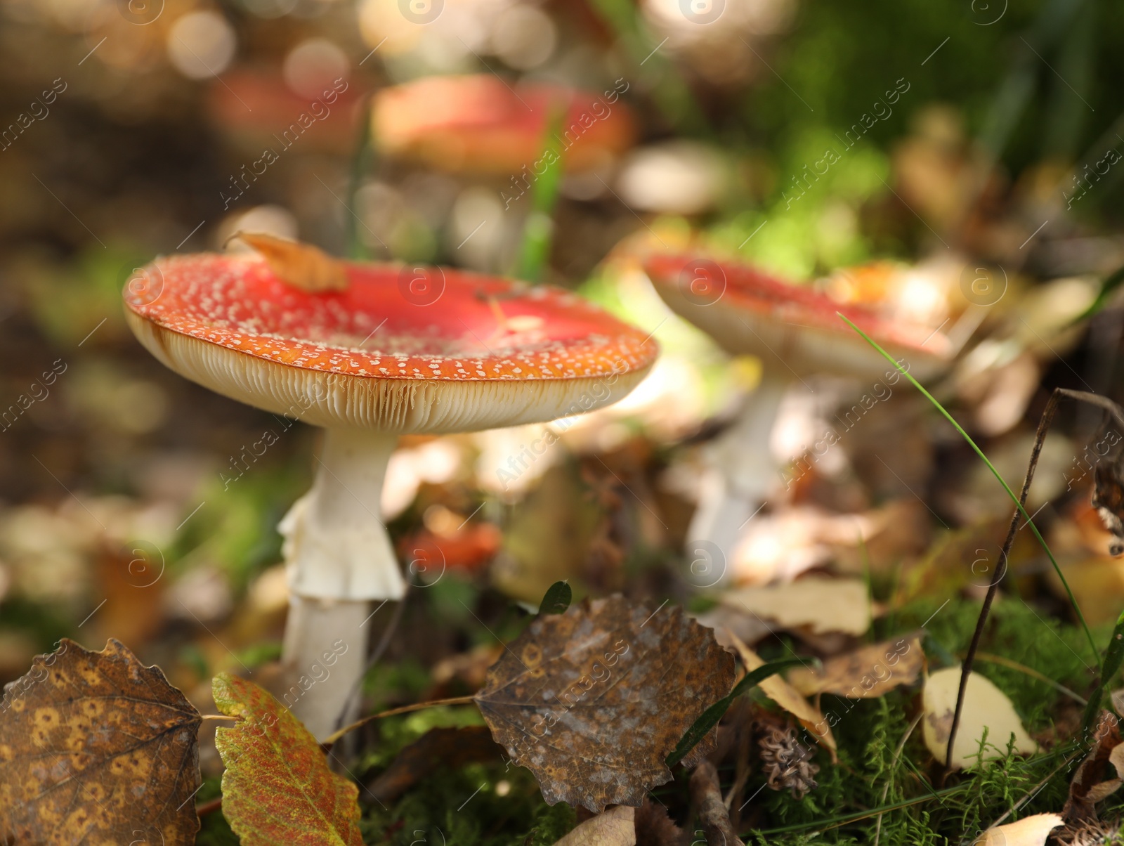 Photo of Mushrooms and fallen leaves growing in forest