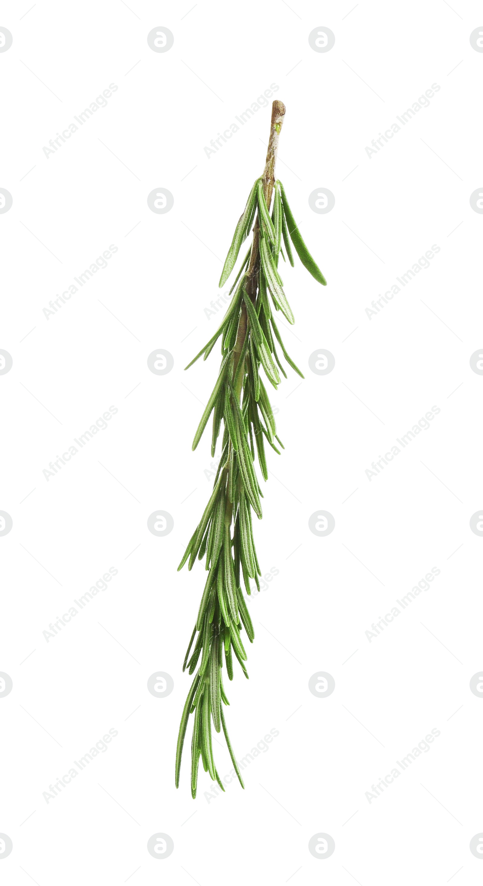 Photo of Fresh green rosemary isolated on white. Aromatic herb