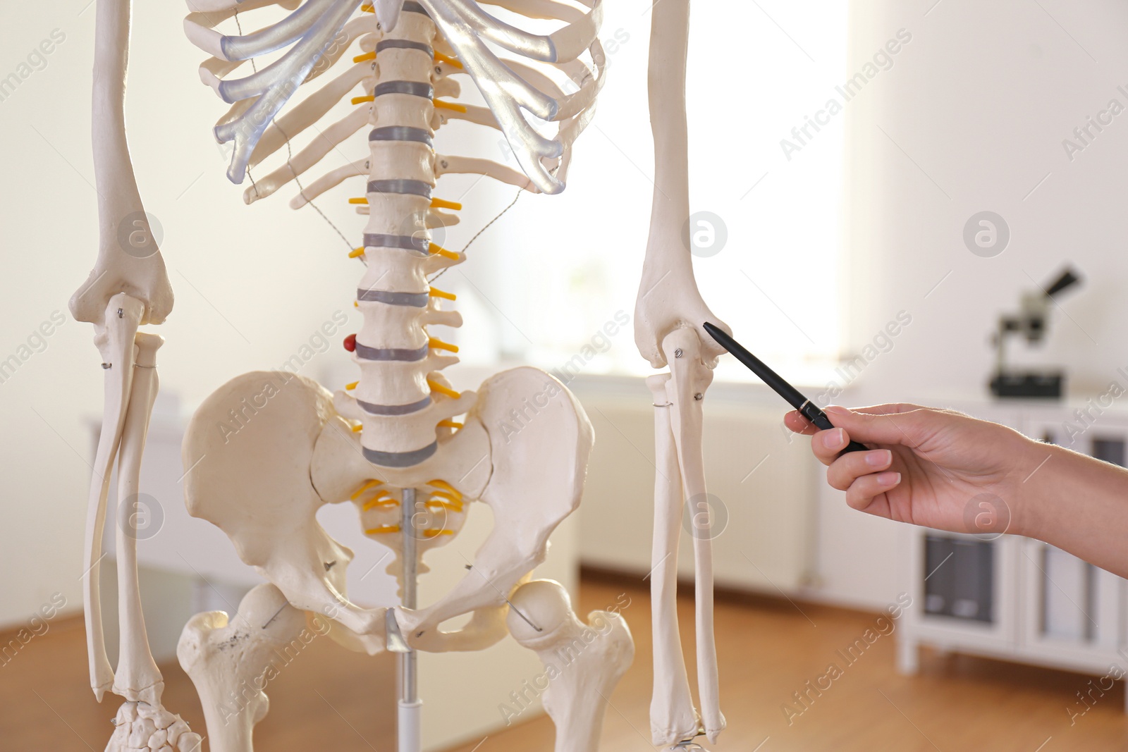 Photo of Orthopedist pointing on human skeleton model in clinic, closeup