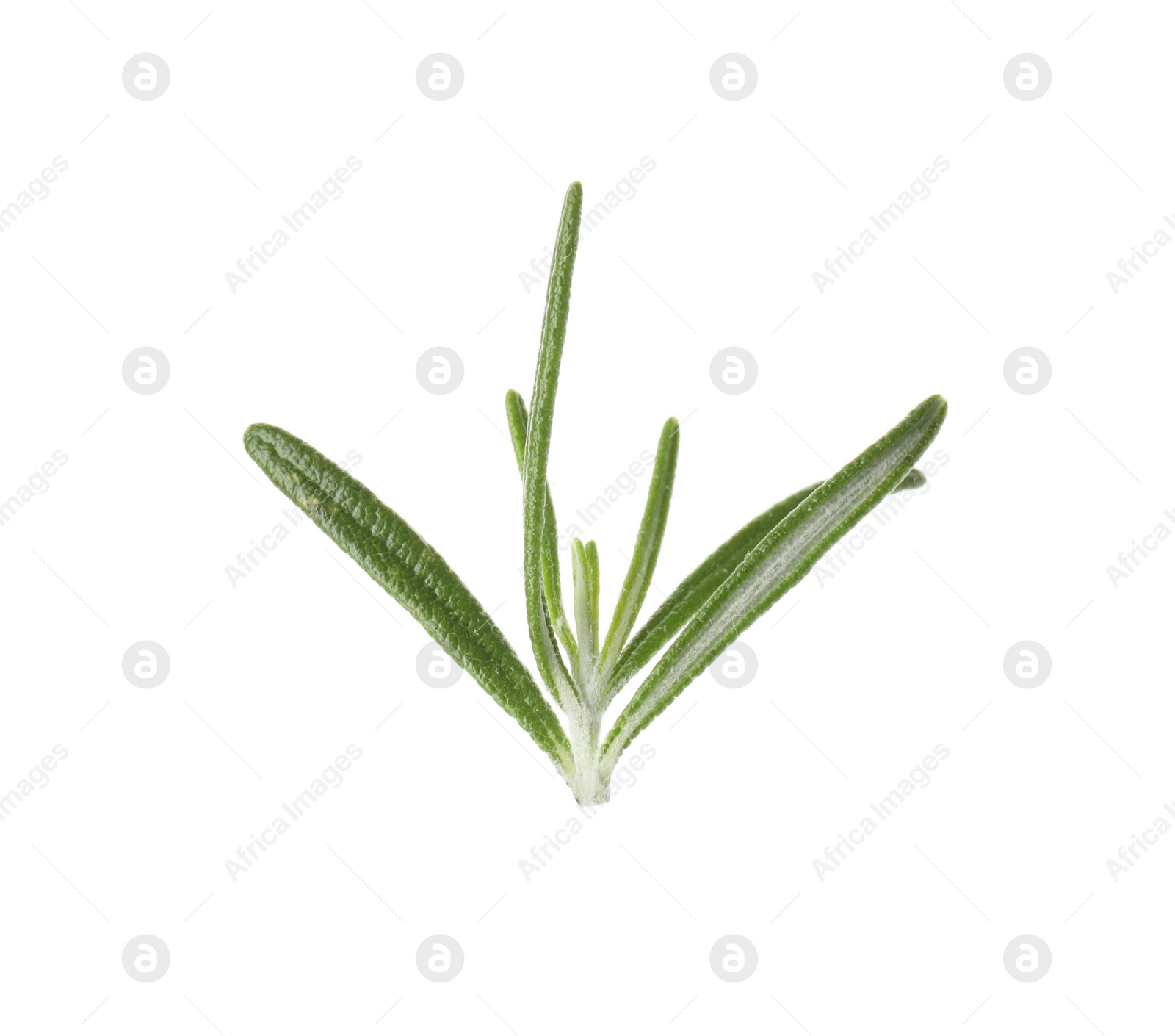 Photo of Fresh green rosemary leaves on white background