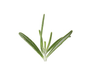 Fresh green rosemary leaves on white background