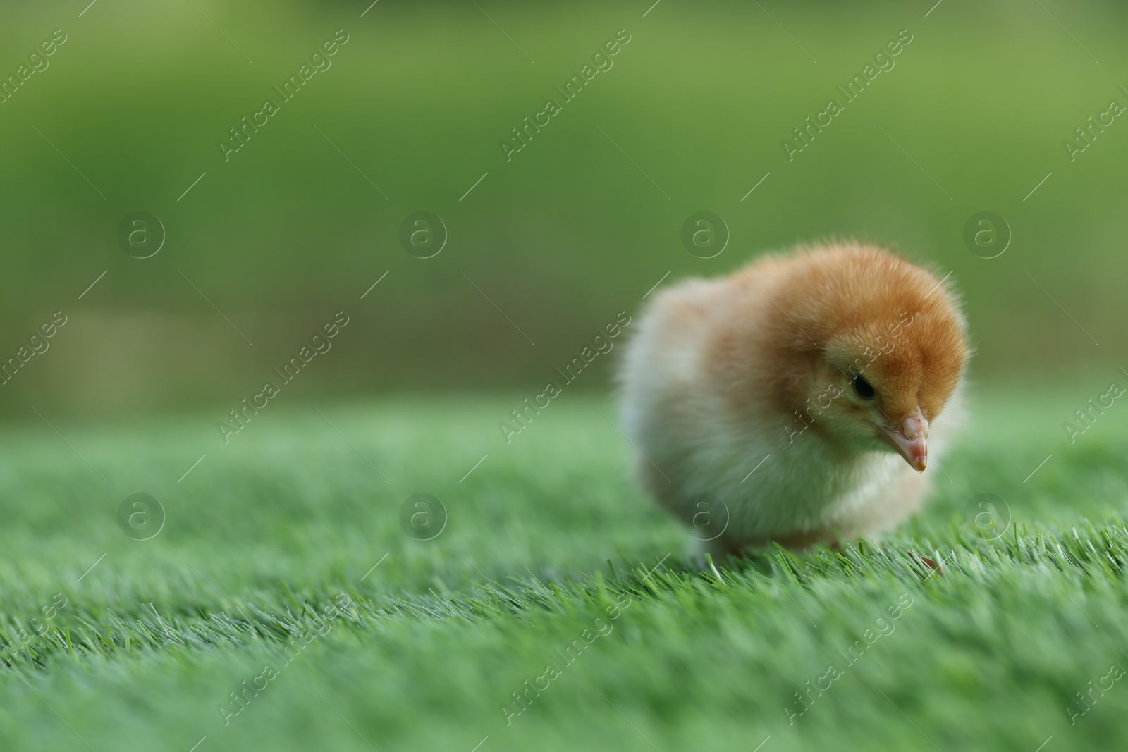 Photo of Cute chick on green artificial grass outdoors, closeup with space for text. Baby animal