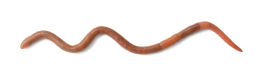 One earthworm isolated on white, top view. Terrestrial invertebrates