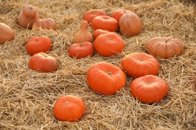 Photo of Ripe orange pumpkins among straw in field