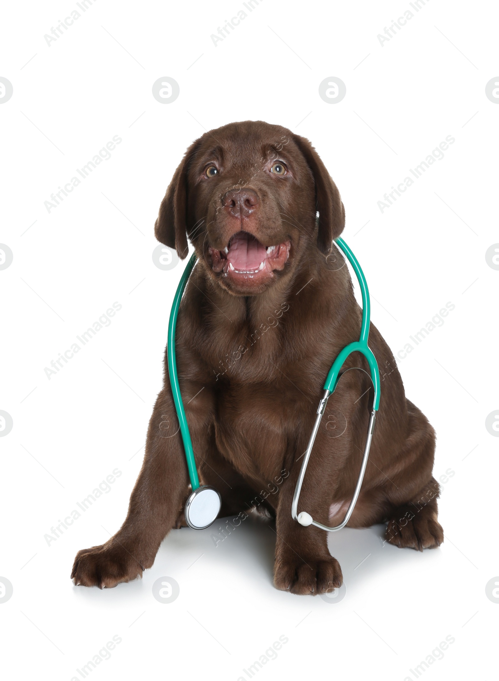 Photo of Cute dog with stethoscope as veterinarian on white background