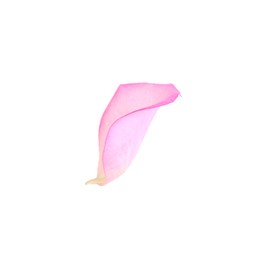 Tender pink rose petal isolated on white