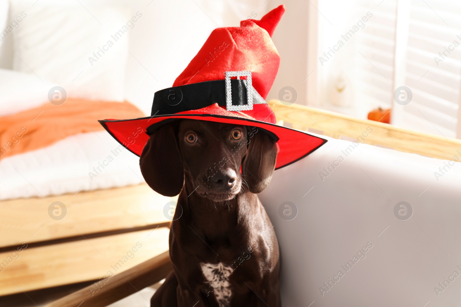 Photo of Adorable German Shorthaired Pointer dog in witch hat indoors. Halloween costume for pet