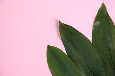 Beautiful tropical leaves on color background, top view