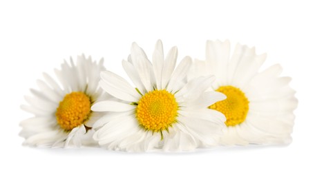 Photo of Three beautiful daisy flowers on white background