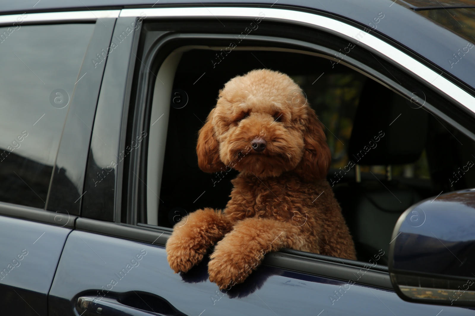 Photo of Cute dog in black car, view from outside