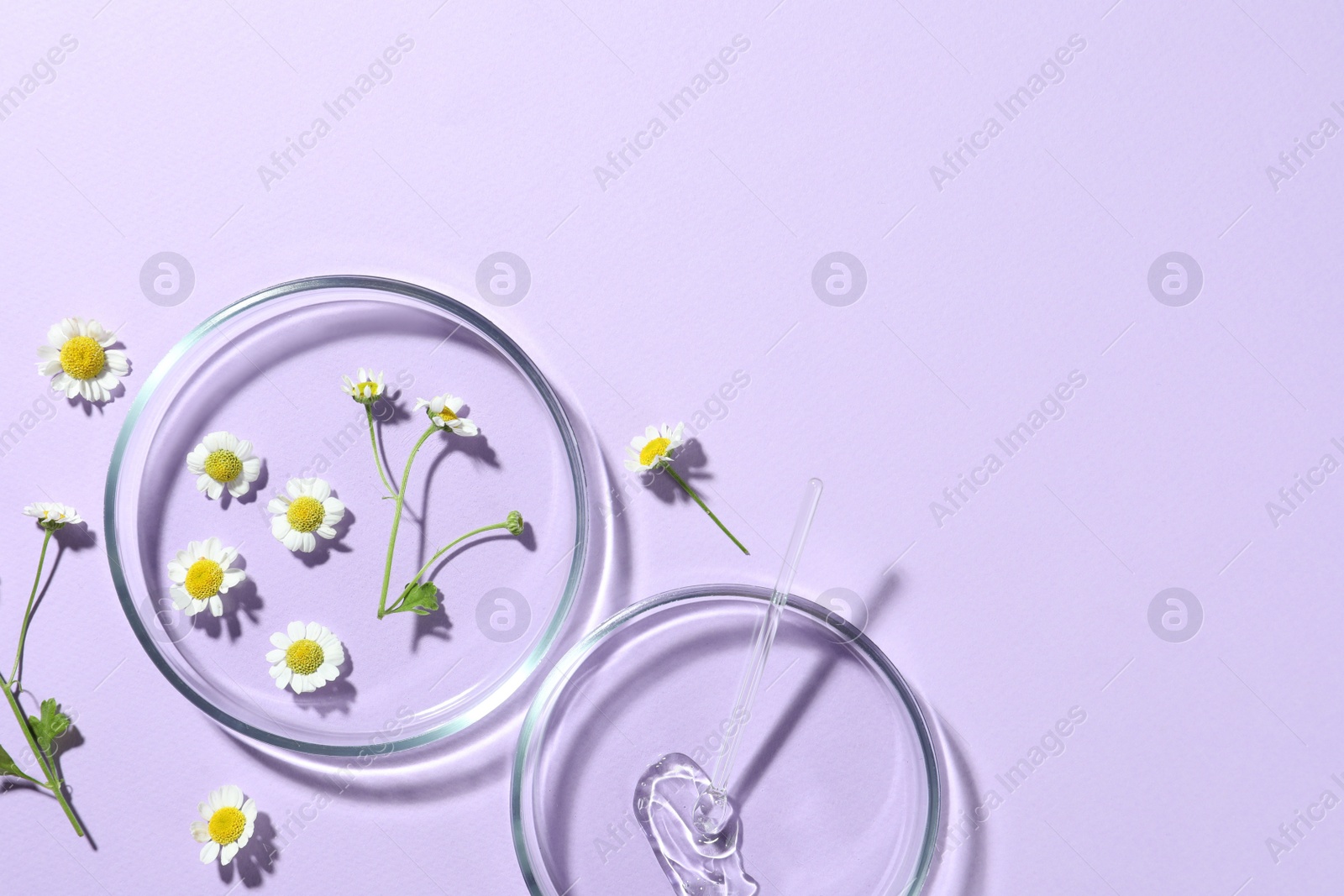 Photo of Flat lay composition with Petri dishes and chamomile flowers on violet background. Space for text