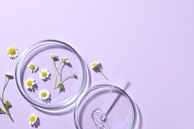Photo of Flat lay composition with Petri dishes and chamomile flowers on violet background. Space for text