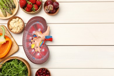 Photo of Kidney model and different healthy products on white wooden table, flat lay. Space for text