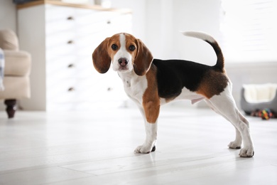 Cute Beagle puppy at home. Adorable pet