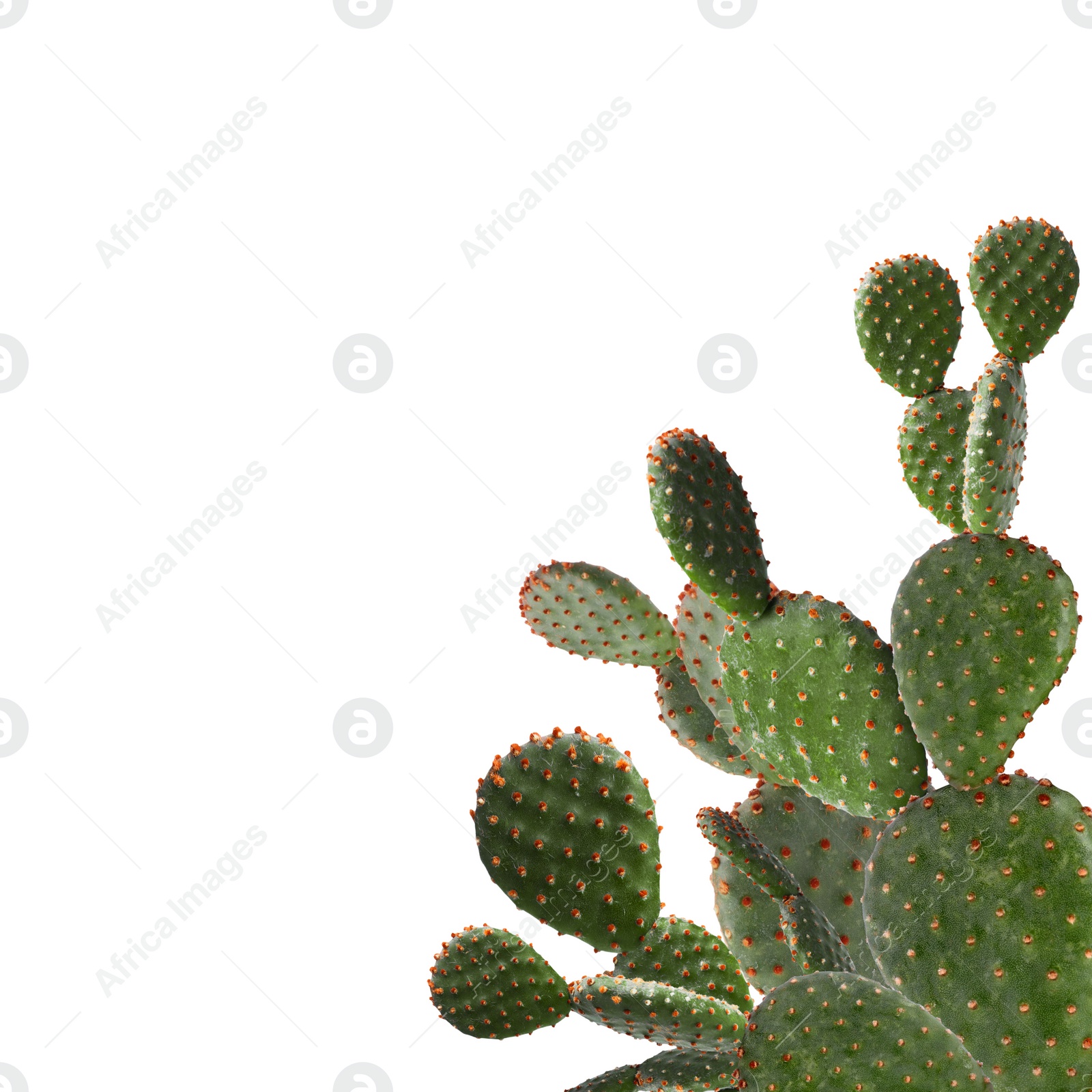 Image of Beautiful big green cactus on white background