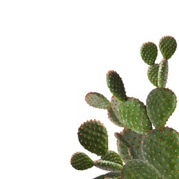 Image of Beautiful big green cactus on white background