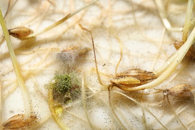Sprouted oat seeds on white background, closeup. Laboratory research