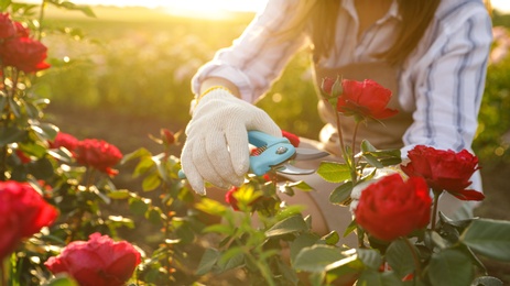 Woman pruning rose bush outdoors, closeup. Gardening tool