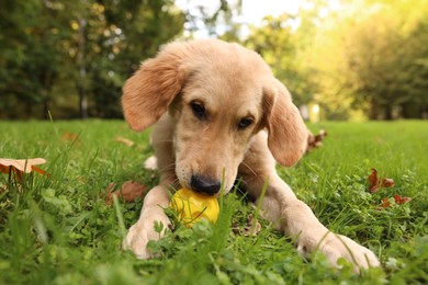 Photo of Cute Labrador Retriever puppy playing with ball on green grass in park