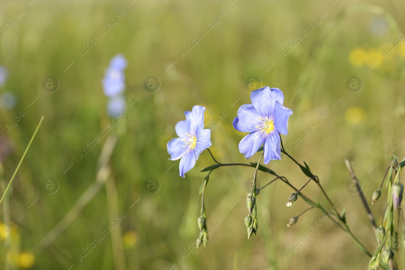 Photo of Beautiful flowers growing in meadow on sunny day, closeup. Space for text