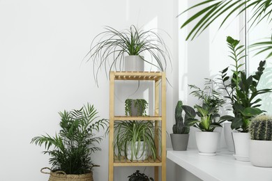 Photo of Many beautiful potted houseplants growing near window indoors