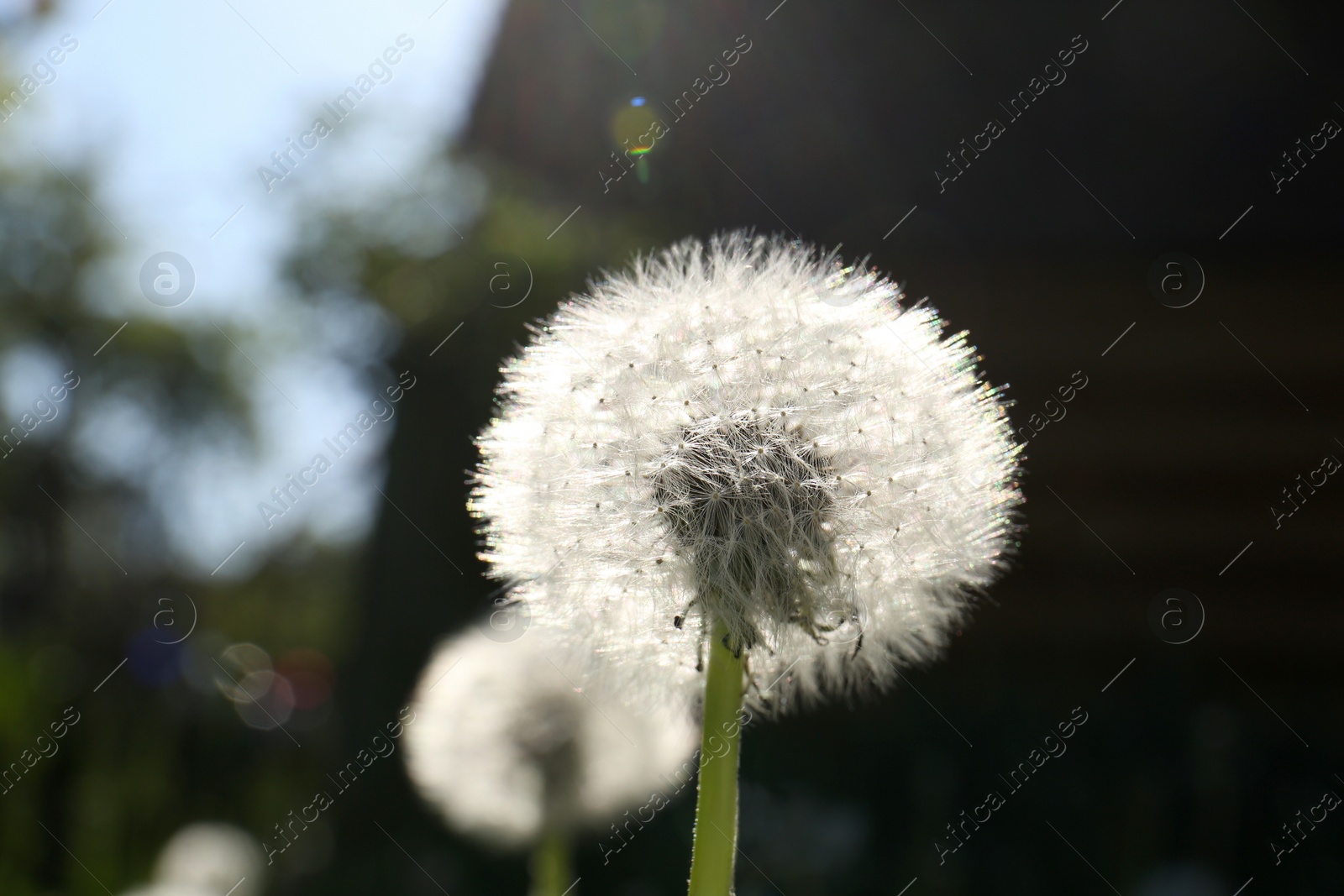Photo of Beautiful fluffy dandelion flower growing outdoors, closeup