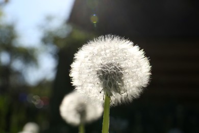 Beautiful fluffy dandelion flower growing outdoors, closeup