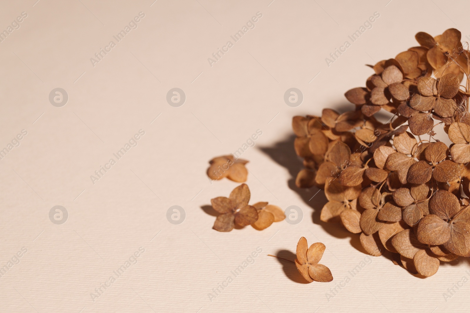 Photo of Beautiful dried hortensia flowers on beige background, space for text