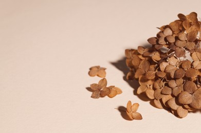 Beautiful dried hortensia flowers on beige background, space for text