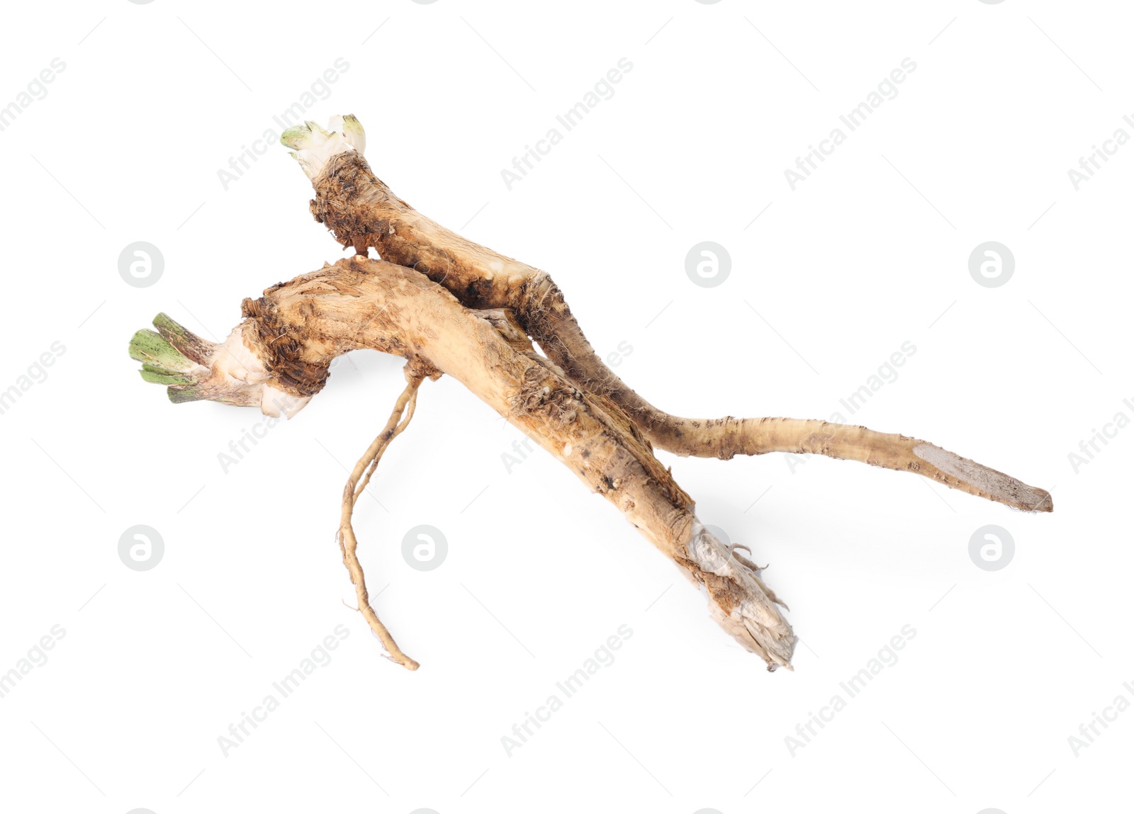 Photo of Two fresh horseradish roots isolated on white