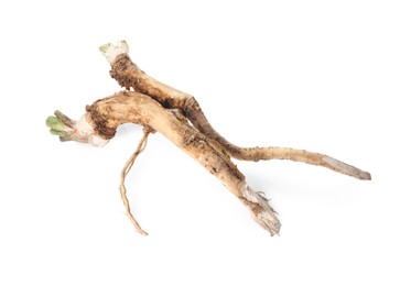 Two fresh horseradish roots isolated on white