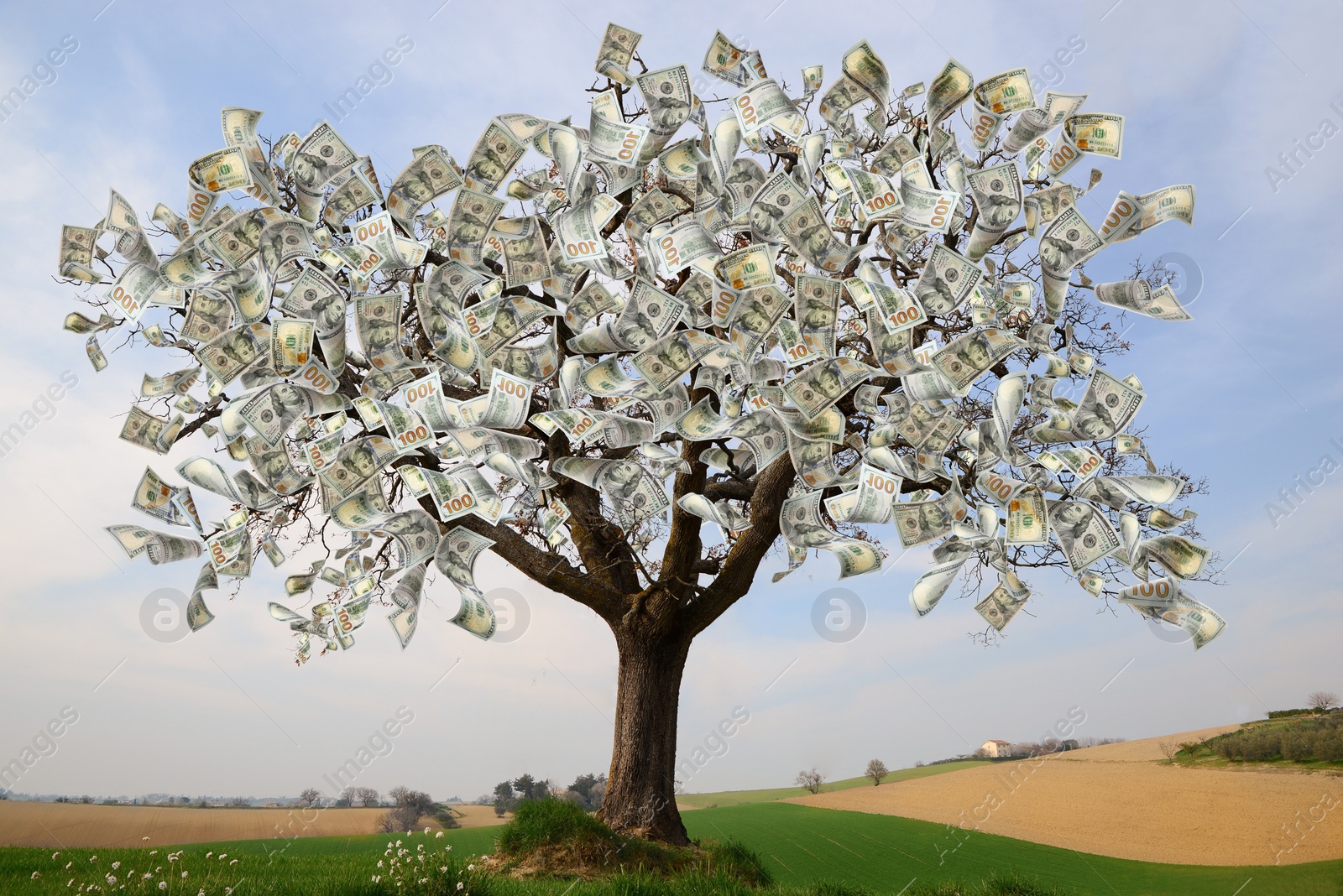 Image of Money tree on green lawn outdoors. Concept of financial growth and passive income