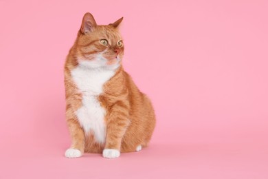 Photo of Adorable red fluffy cat on pink background