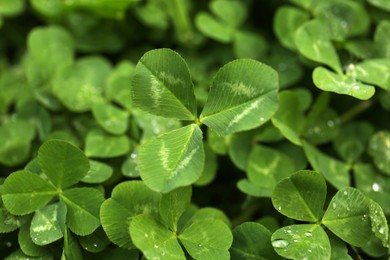 Photo of Beautiful green clover leaves with water drops, closeup