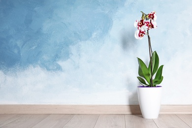 Photo of Beautiful tropical orchid flower in pot on floor near color wall. Space for text