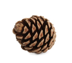 Photo of Beautiful dry pine cone isolated on white