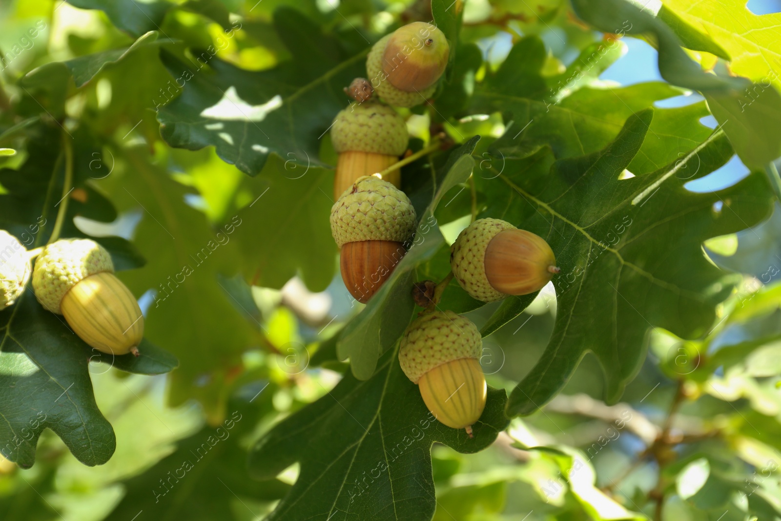 Photo of Closeup view of oak with green leaves and acorns outdoors