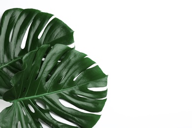 Beautiful monstera leaves on white background, top view. Tropical plant