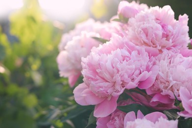 Photo of Blooming peony plant with beautiful pink flowers outdoors on sunny day, closeup. Space for text