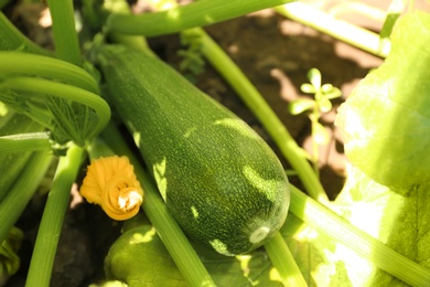 Photo of Green zucchini ripening outdoors on sunny day, closeup